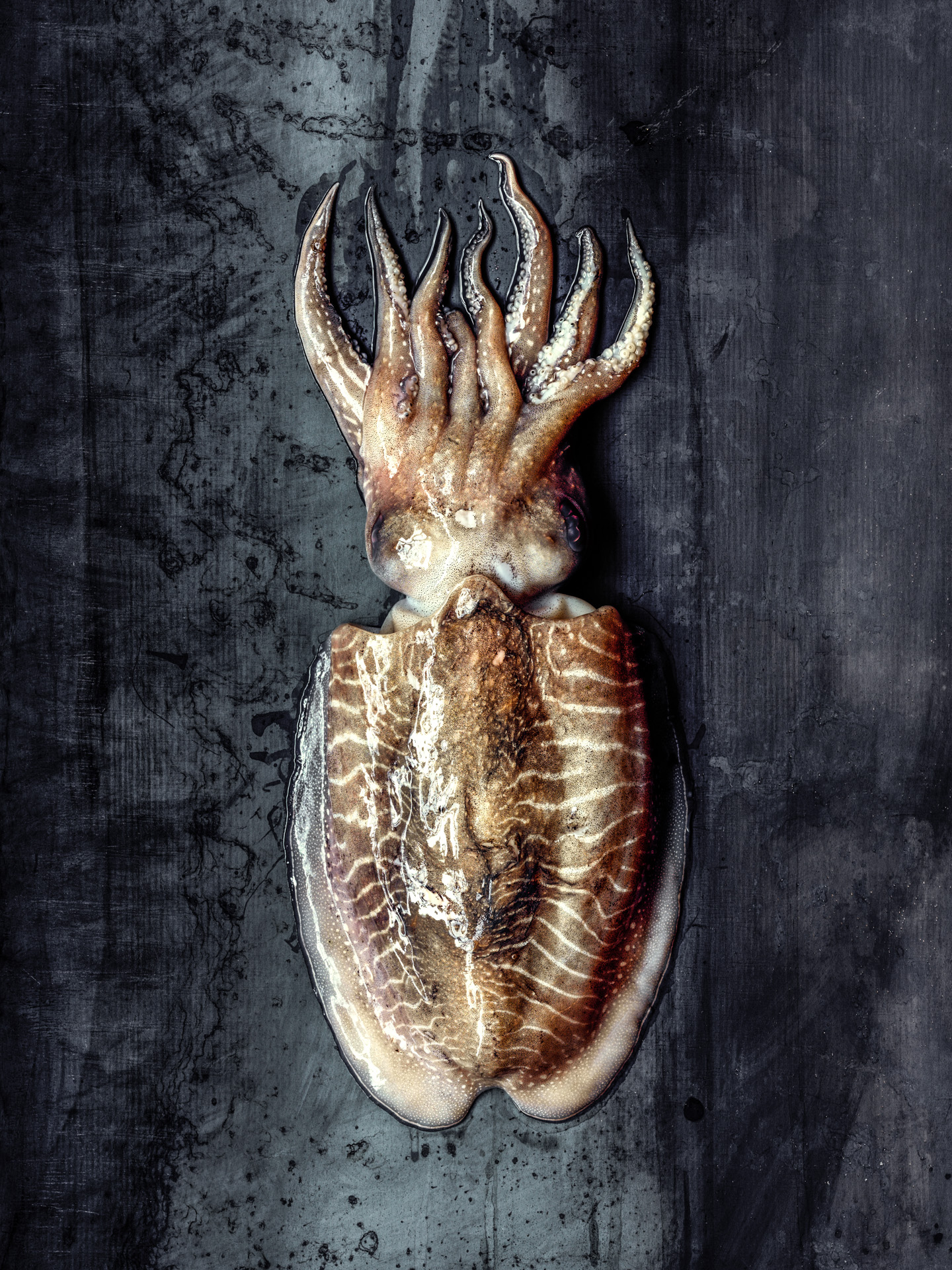 08017MCE0908_Cuttlefish_